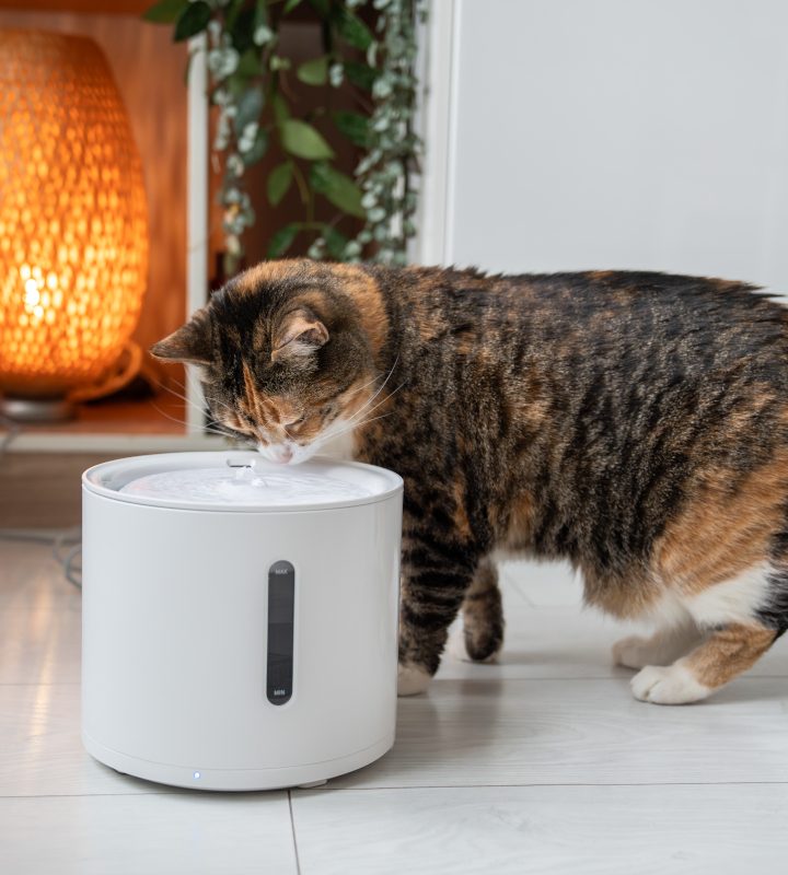 Comparatif des meilleures fontaines à eau silencieuses pour chats en 2024